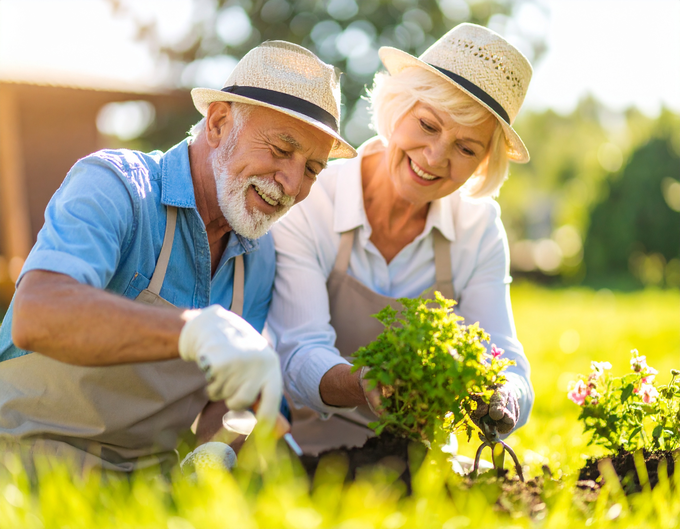 Couple âgé jardinant ensemble sous le soleil.