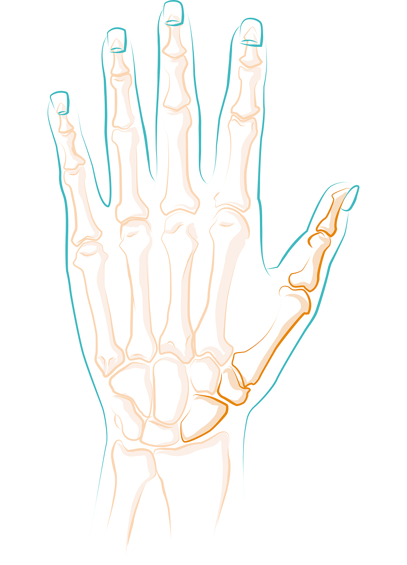 Schéma des os de la main humaine