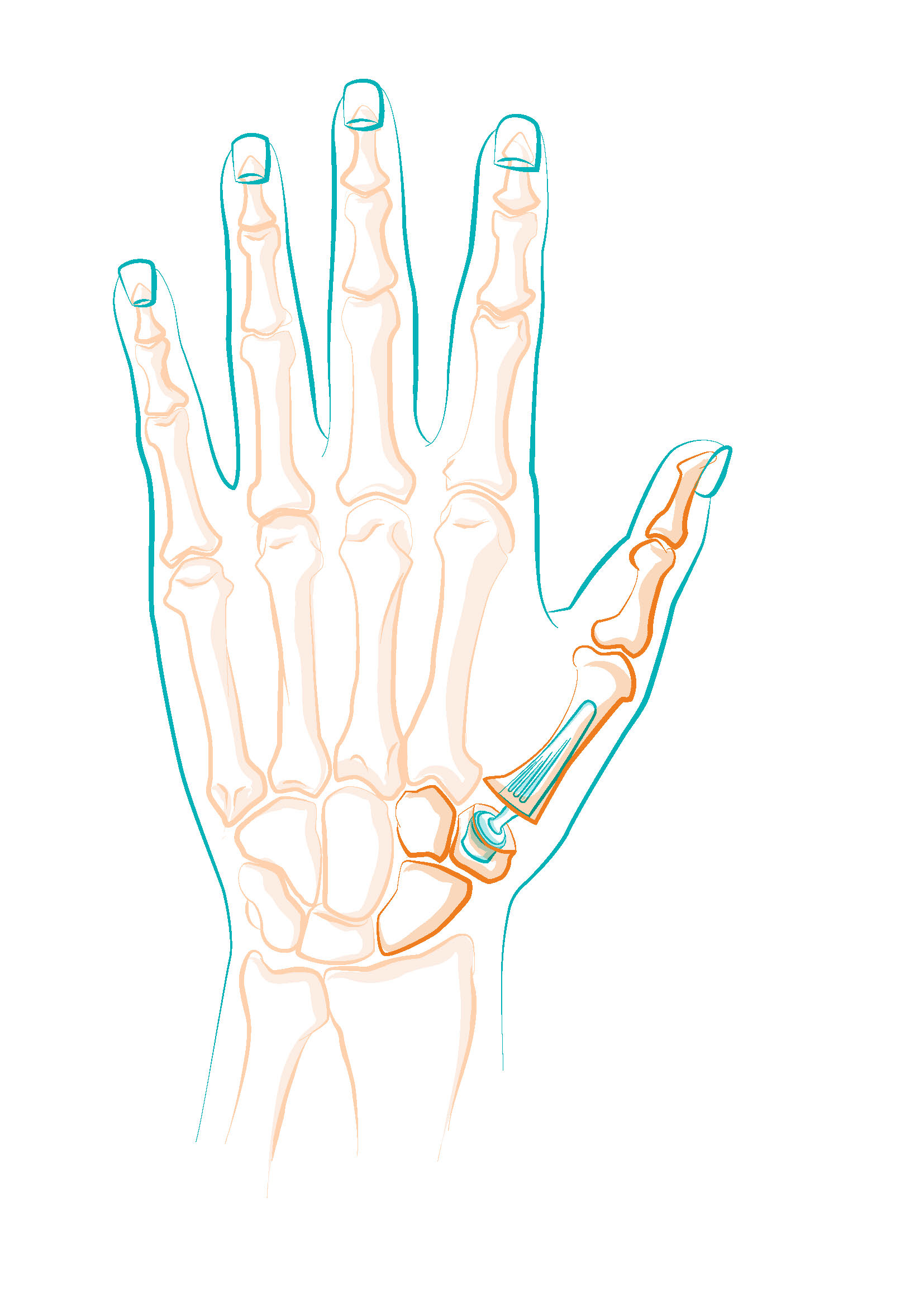 Schéma du squelette de la main humaine.